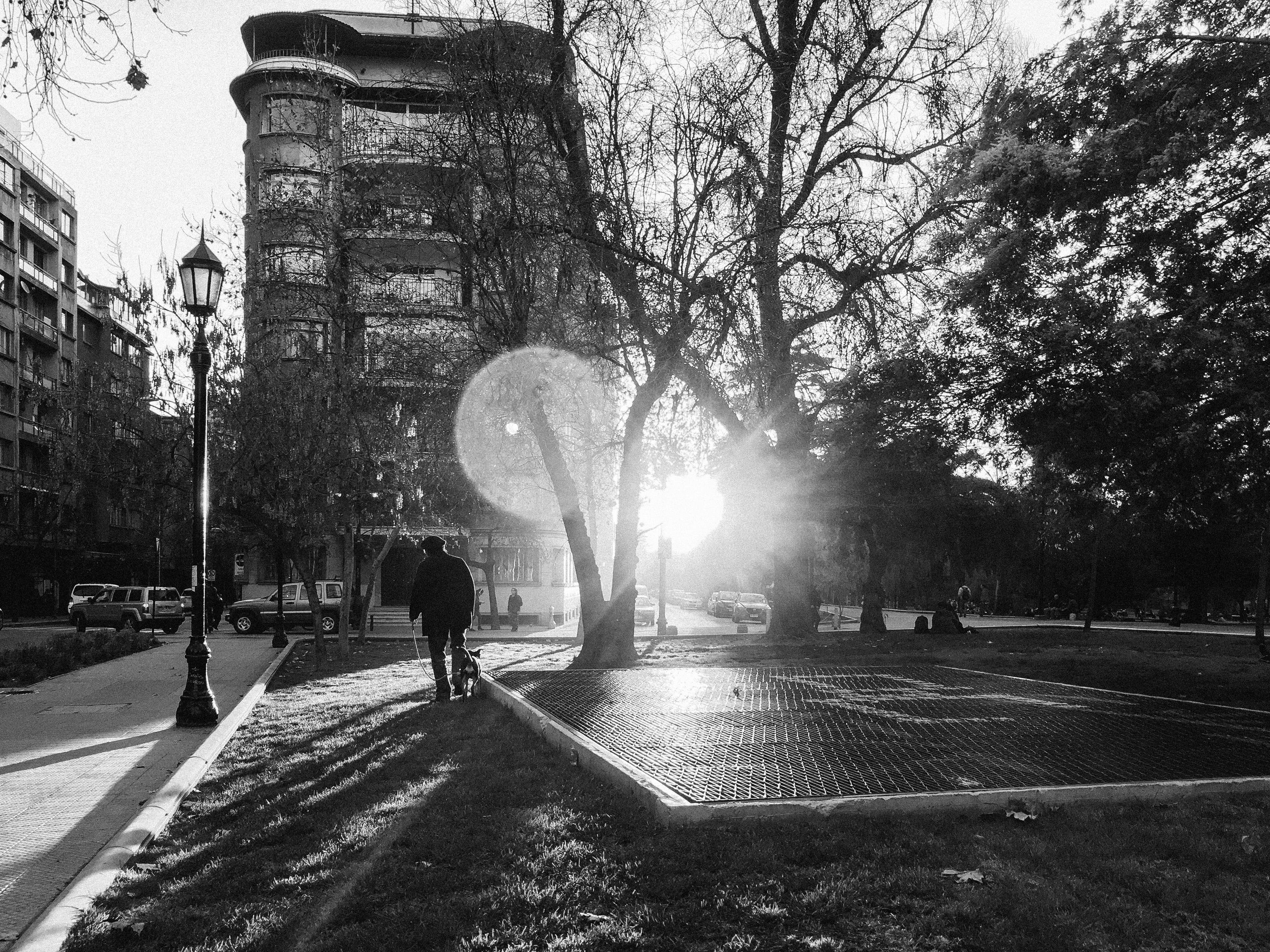 Nostalgic, black and white image of a man walking his dog, seen from behind. The sillouette of the man contrasts heavily with the afternoon sun hitting the street (and the camera). The location of the image is very walkable and urban.